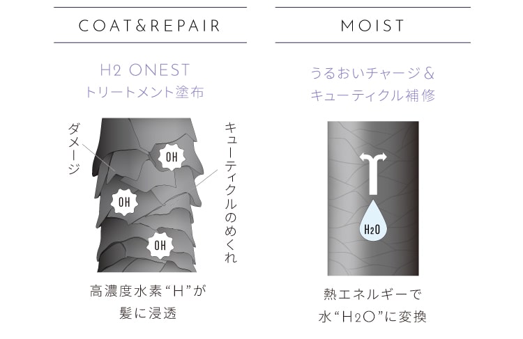 髪断面図